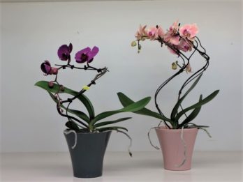 4-Vasi ceramica orchidea